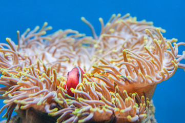 Naklejka na ściany i meble Anemone and clown fish macro underwater. Tropical fish in aquarium
