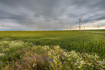 Windmills for electric power production surrounded by agricultural fields in Polish countryside....