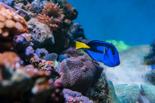coral reef and blue tang