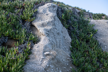 Carpobrotus, commonly known as pigface growing on Large granite massifs mixed with orthoclase crystals. Coti Piane, the cliffs of Capo Sant'Andrea in Elba island.