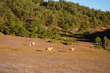 the horse family playing on the large meadow in plateau, beauty scenery with blue sky and peaceful...