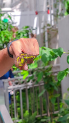 Vertical frame Yellow and brown butterfly on the finger of a caucasian male inside a greenhouse