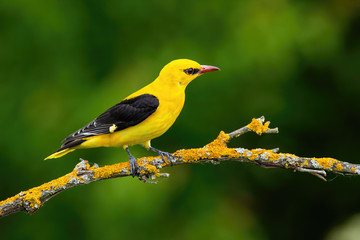 Male adult golden oriole, oriolus oriolus, on a moss covered twig in summer with blurred green...