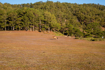 the horse family playing on the large meadow in plateau, beauty scenery with blue sky and peaceful...