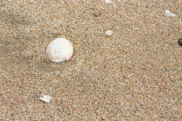 Shells found on the beach 