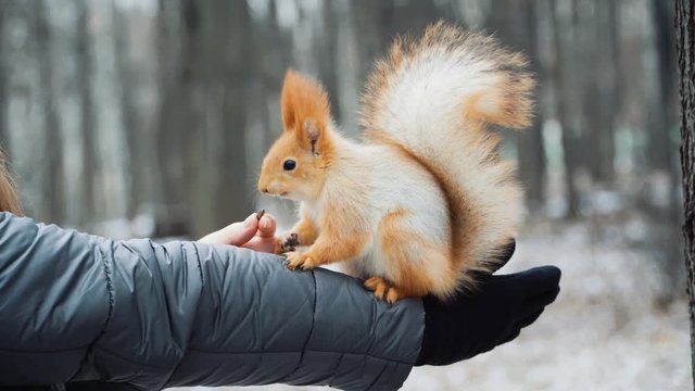 Fluffy wild squirrel from a city park in winter sits on his hand and eats pine nuts