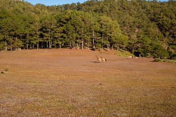 the horse family playing on the large meadow in plateau, beauty scenery with blue sky and peaceful...