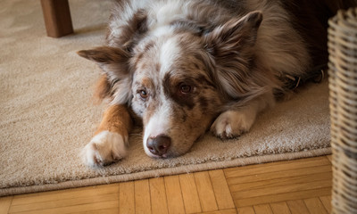 Hund Australian Shepherd
