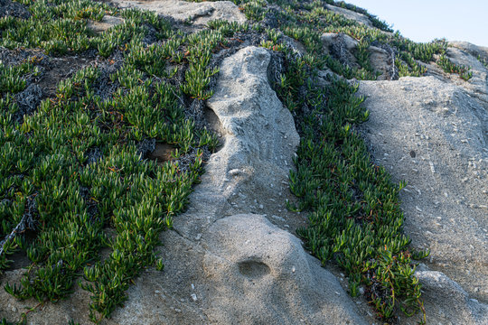Carpobrotus, commonly known as pigface growing on Large granite massifs mixed with orthoclase crystals. Coti Piane, the cliffs of Capo Sant'Andrea in Elba island.