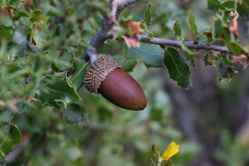 Hermosa bellota en &aacute;rbol