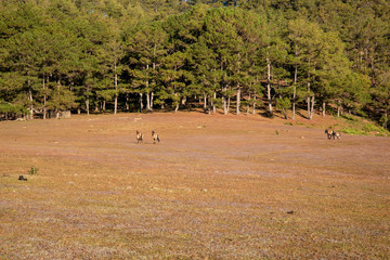 the horse family playing on the large meadow in plateau, beauty scenery with blue sky and peaceful...