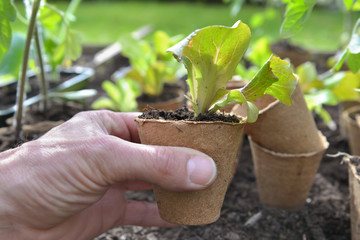 hand of gardener holding a salad seedling growing in a peat pot