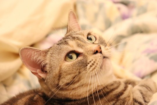振り向き美猫アメリカンショートヘアー
