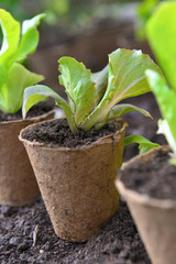 close on leaf of seedling growing in a peat pot on the soil