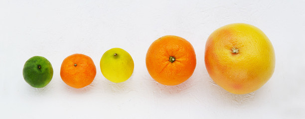 Südfrüchte, Zitrusfrüchte, Banner, Header, Headline, Panorama