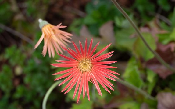 Jamesonii Bilder Durchsuchen 1,617 Archivfotos, und