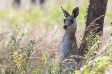Grey kangaroo (Macropus giganteus). Mout Surprise, Queensland, Australia © Trent Townsend