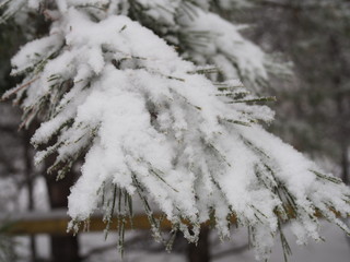 Christmas fir trees with fresh natural snow, snowstorm