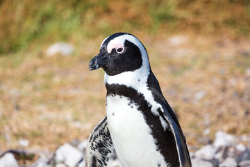 Close up of an African penguin (Spheniscus demersus), Betty's Bay, South Africa