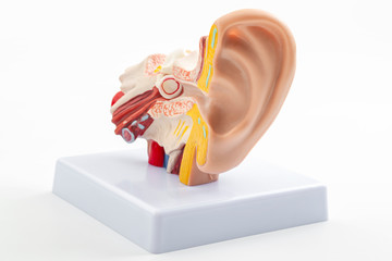 ENT or otolaryngology appointment, lab equipment and hearing organ health concept with anatomical ear model isolated on white background with clipping path cutout