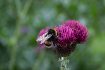 Hummel und lila Blume
