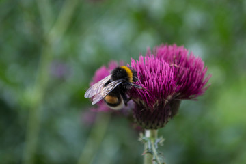 Hummel und lila Blume