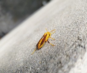 Fly on a wall.