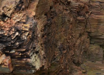 Fossil Wood, trunk of a tree turned into stone like fossil showing various sedimentary layers