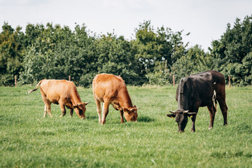 Dairy cows grazing in the meadow. Cows graze on the green grass.