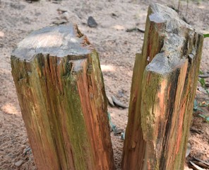 Petrified Wood, trunk of a tree turned into stone like fossil showing various sedimentary layers