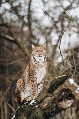 Lynx climbs trees on a Sunny winter day