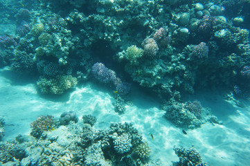 coral reef in Red Sea