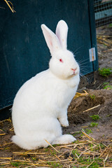 white rabbit playing in the garden