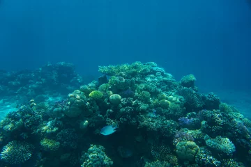 Foto op Aluminium coral reef in Red Sea © jonnysek