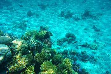 Naklejka na ściany i meble coral reef in Red Sea