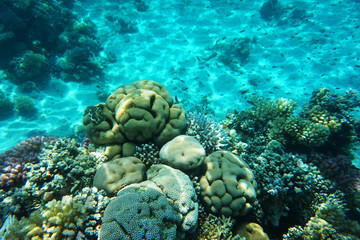 coral reef in Red Sea