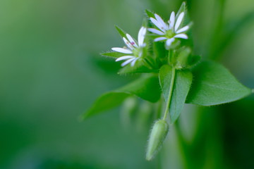 leaf on green background