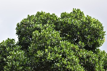 Dense grown Karaka tree with lush green leaves with blue sky background
