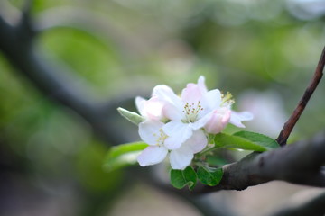 white flowers of apple tree