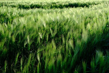 green wheat field