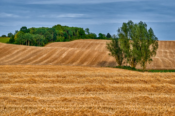 Fototapeta premium Field of ripening cereal, Poland around the town of Sztum