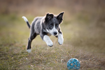 happy border collie puppy playing outdoors - obrazy, fototapety, plakaty