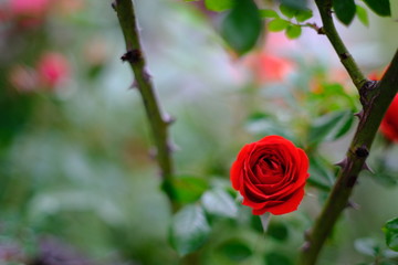 red rose in garden
