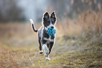 happy border collie puppy running outdoors with a toy ball in mouth - obrazy, fototapety, plakaty
