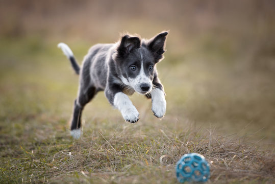 happy border collie puppy playing outdoors