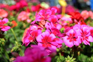 Obraz premium la flores a la espera de la primavera