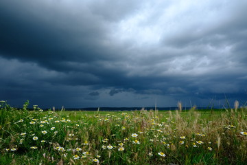 field of flowers and blue sky