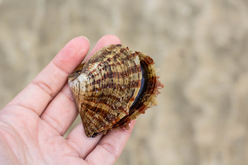 Shells found on the beach 