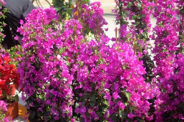 la flores a la espera de la primavera