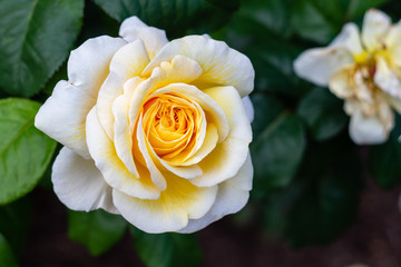 Orange yellow roses in the garden
